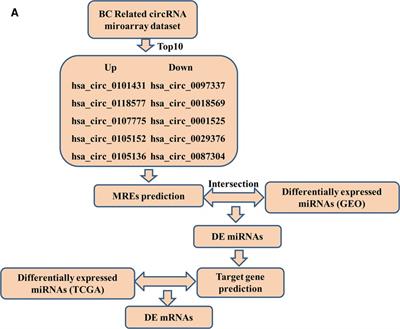 Frontiers Construction And Analysis Of A Survival Associated